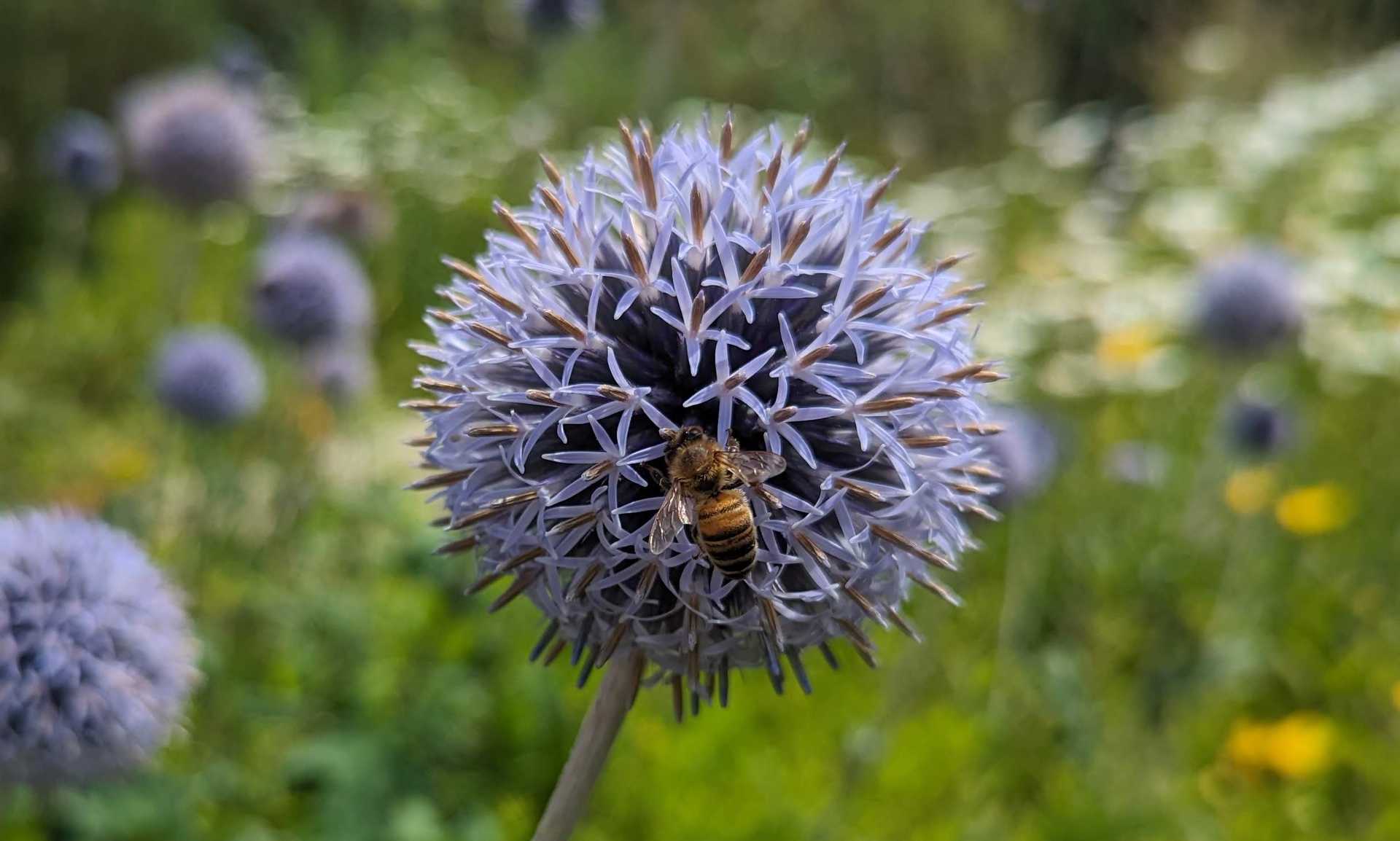 A bee on a flower